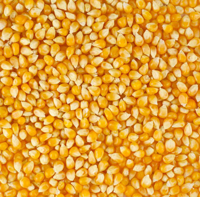 maize